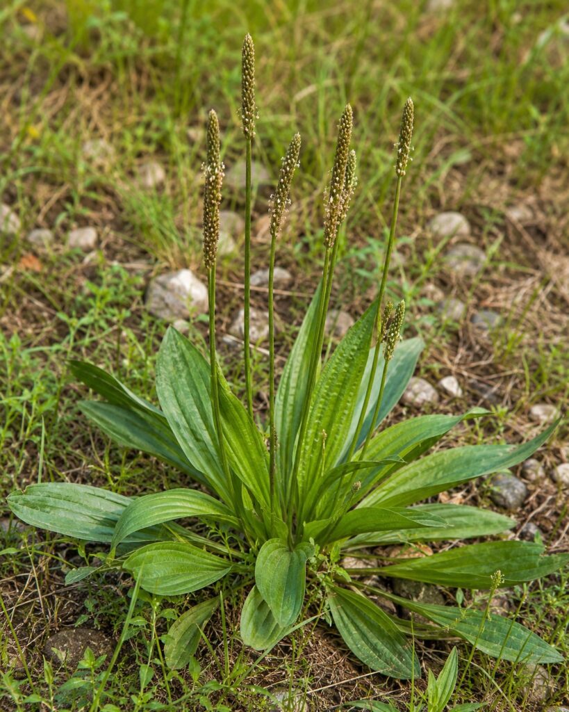 Spitzwegerich ist ein Wild- und Heilkraut.