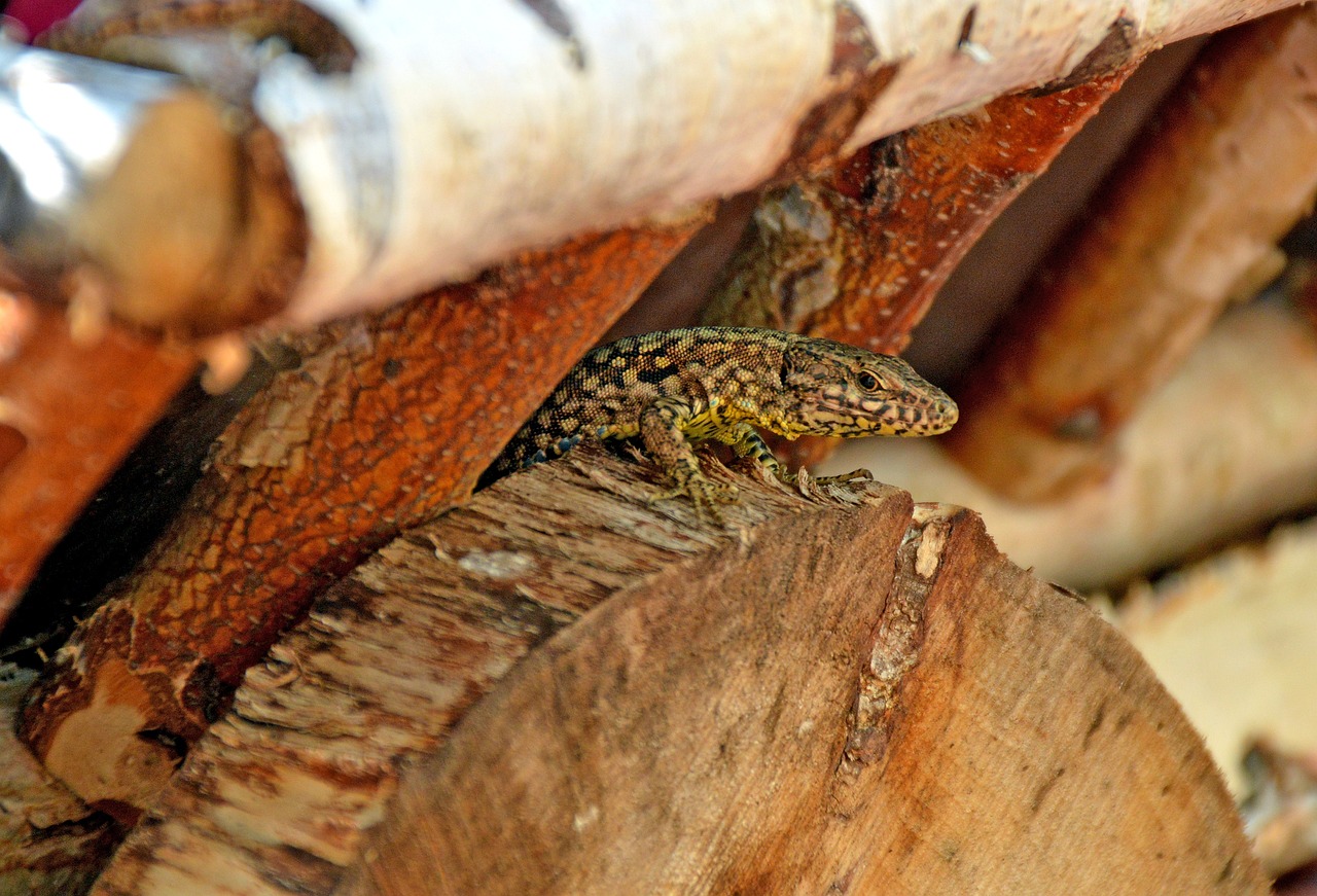 Lebensraum naturnaher Garten: Eidechse im Holzstapel.