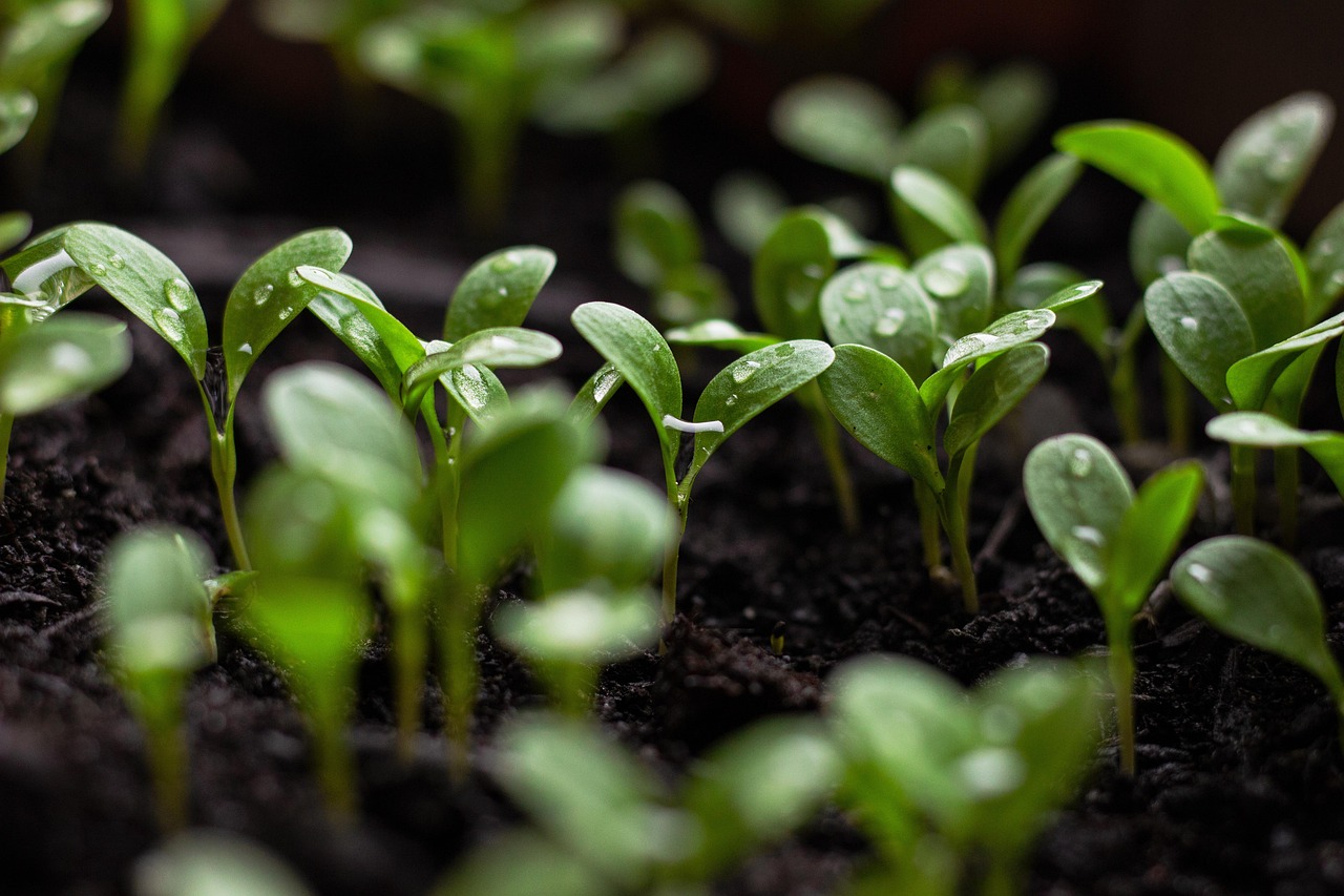 seedlings, soil, spring flowers, bloom, blooming flower, garden background, green aesthetic, green city, urban gardening, water drop, nature, nature background, nature green, water, green background, garden flowers, spring background, sustainability, sustainable, earth day