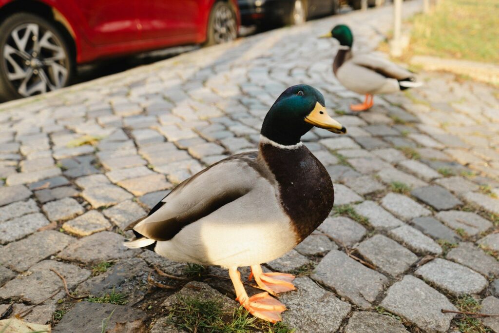 A couple of ducks standing on the side of a road
